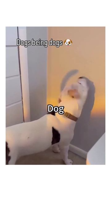 😂🐶😂 смотреть онлайн