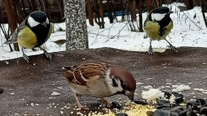 Воробьи и Синицы прилетели на кормушку