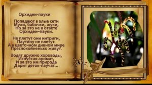 Загадочные орхидеи -1-ая часть.     Ст.  Розалии Мартысь. Муз. Сергея Грищука. Клип Лилии Кирьяновой
