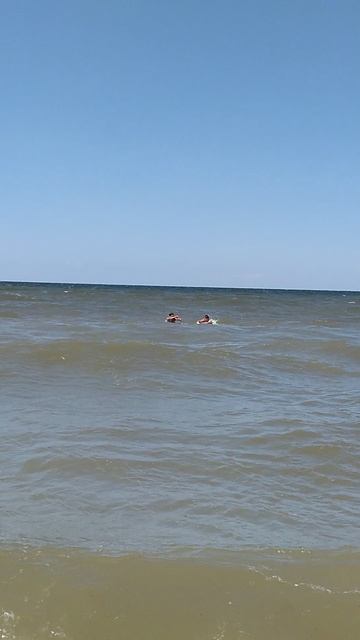 Пацаны резвятся, купаются в Азовском море в станице Голубицкая смотреть онлайн