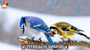 Птицы зимой в лесу 🐦_⬛🦉 🦤 видео для отдыха душой 🦅🌲(8)