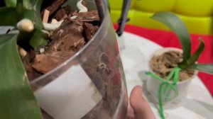 Ракетное топливо для орхидей. Вторая обработка и первые результаты