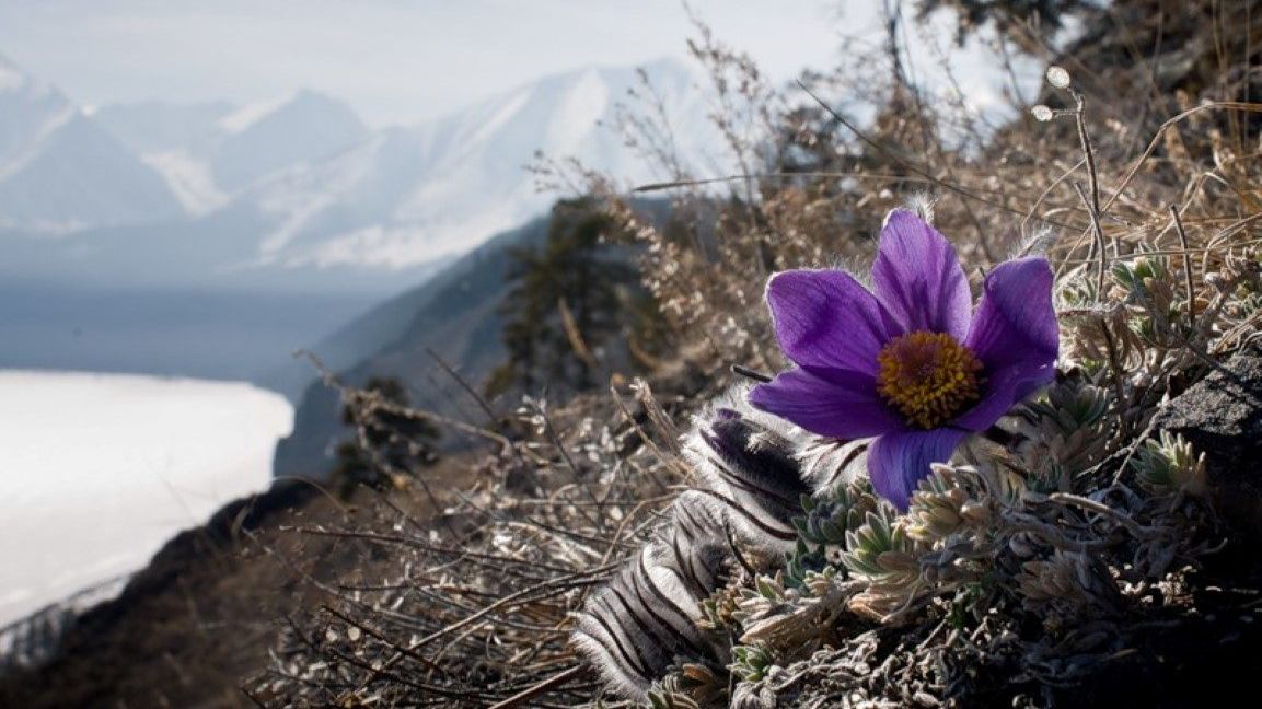 ТЕЛЬЦЫ 🌸 Ваш март 2026 года. ✨✨✨ Прогноз на картах Таро.