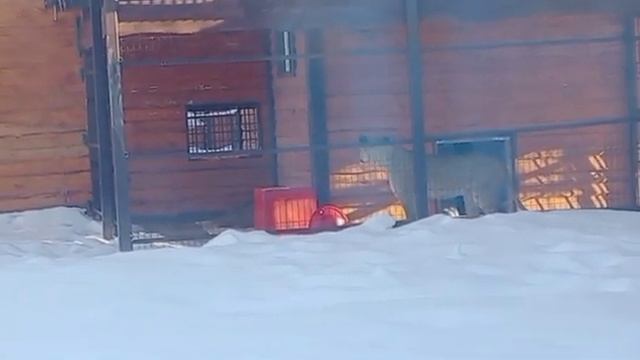 090226 КИАРА Знакомство состоялосьв очередной денькто-то же льву нос подрал смотреть онлайн