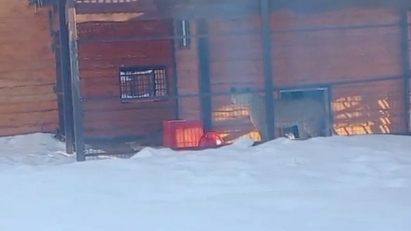 090226 КИАРА Знакомство состоялосьв очередной денькто-то же льву нос подрал