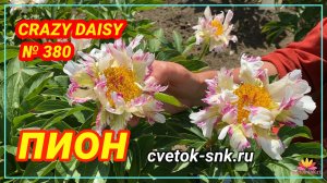 Гибрид "CRAZY DAISY"/Сад Ворошиловой