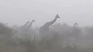 🦒Грустный факт о жирафах: во время гроз далее см. описание.... 🌟☀️⭐🌞