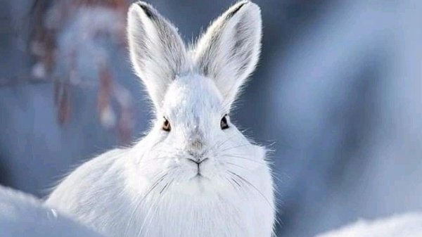 10-02-2026. Деревенские будни . Всем привет 👋