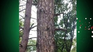 Шустрые белочки. Так быстро перемещаются, не успеваю за ними...