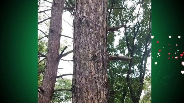 Шустрые белочки. Так быстро перемещаются, не успеваю за ними...