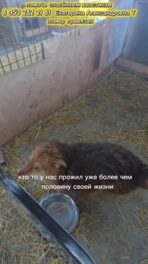 мы же не допустим голод в нашем приюте?