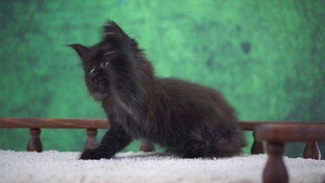 Gina 1,5 месяца смотреть онлайн