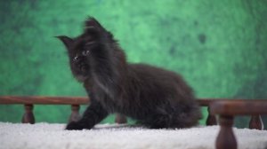 Gina 1,5 месяца