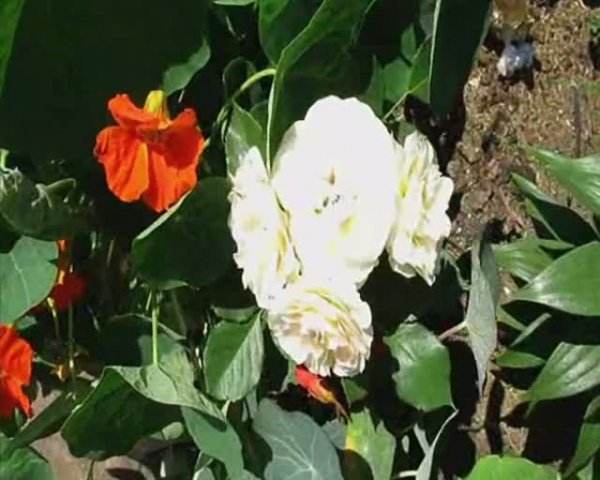 Июль Цветёт - Благоухает... 1 часть. Автор: Елена МОРОЗОВА 27