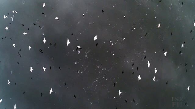 Inkerberts video portfolio смотреть онлайн