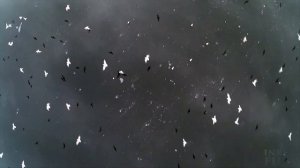 Inkerberts video portfolio