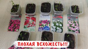 КАТАРАНТУСЫ ПОДВЕЛИ!!! Как взошли катарантусы 2026