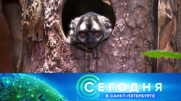 «Сегодня в Санкт-Петербурге»: 10 февраля 2026 года