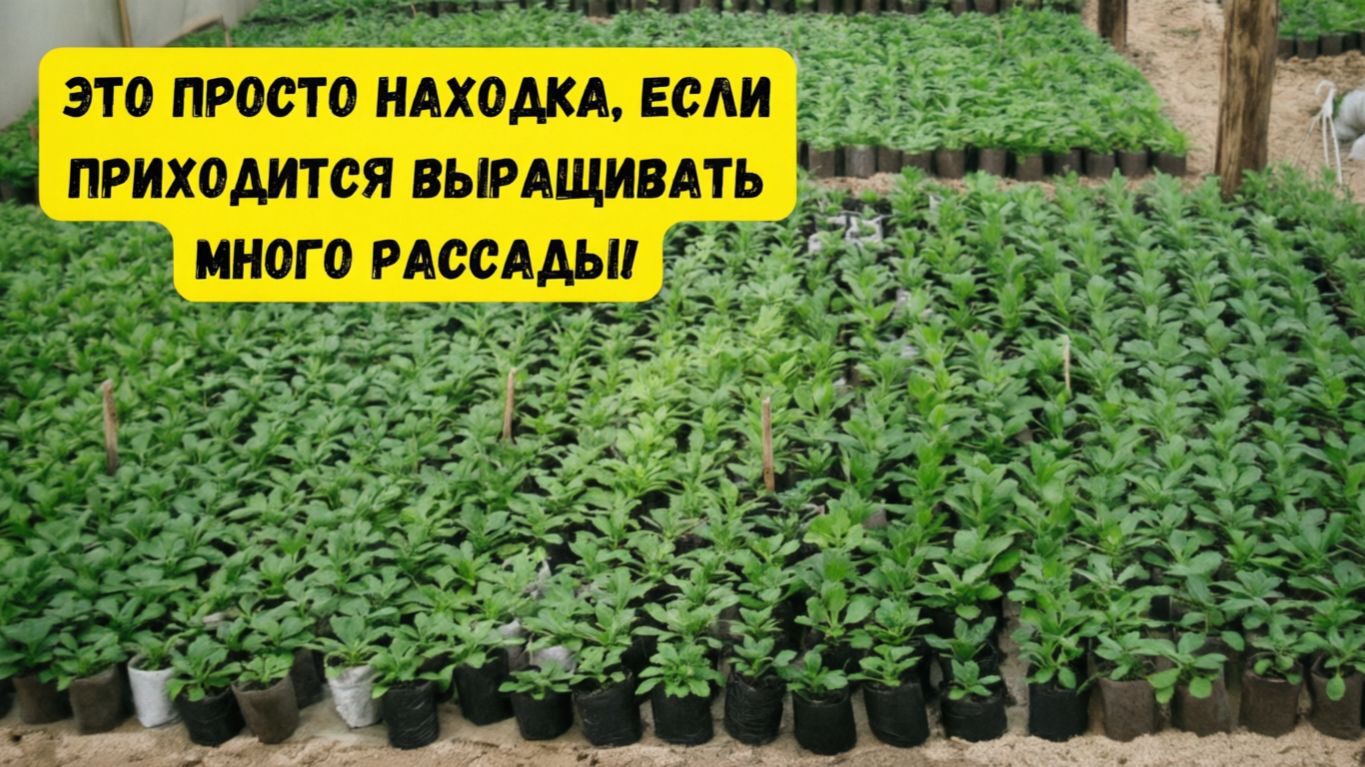 Выращиваете много рассады Тогда ЭТИ стаканчики для вас будут не заменимы смотреть онлайн
