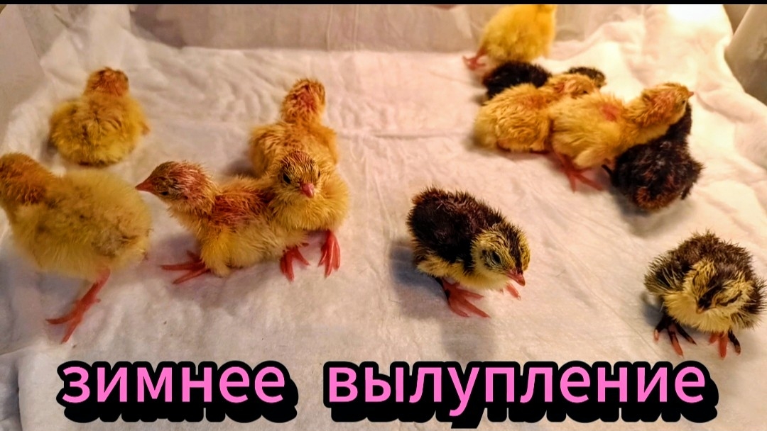 Совсем мало вылупилось перепеляток!!! Почему же так!?!?