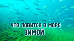 Морская рыбалка. Что ловится в море зимой. Виды рыб. Чёрное море. Геленджик