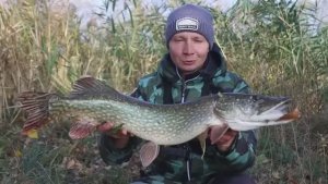 Рыбалка на живца, тут много хищной рыбы, щука и судак