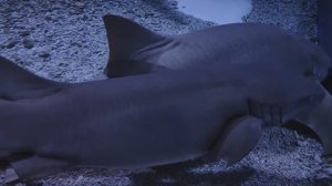 Ржавая акула-нянька. Спящие акулы. Акулы как плюшевые игрушки. Океанариум РИО