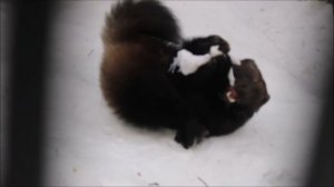 Одна росомаха играет и общается, а другая уже наигралась и пошла спать 09.02.2026