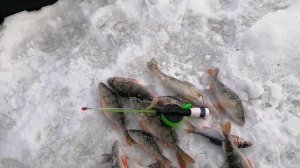 Верх - Исетский пруд. Гамаюн. На жерлицу клюнул трофей! Ловля на безнасадку