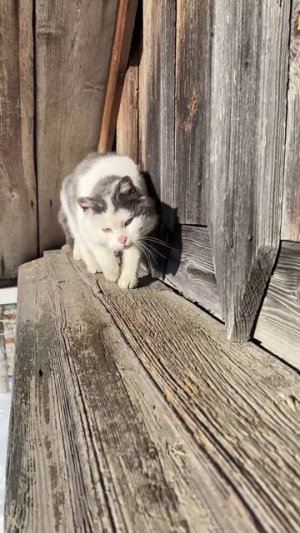 Утро в Деревне. #Жизнь. #Дом. #Деревня. #Солнце. #Весна. #Мир.