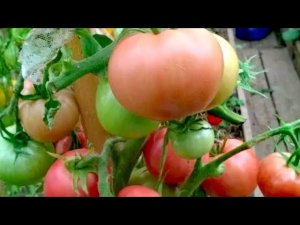 Томат АЛТАЙСКИЙ РОЗОВЫЙ в моей коллекции.ФОТО.
