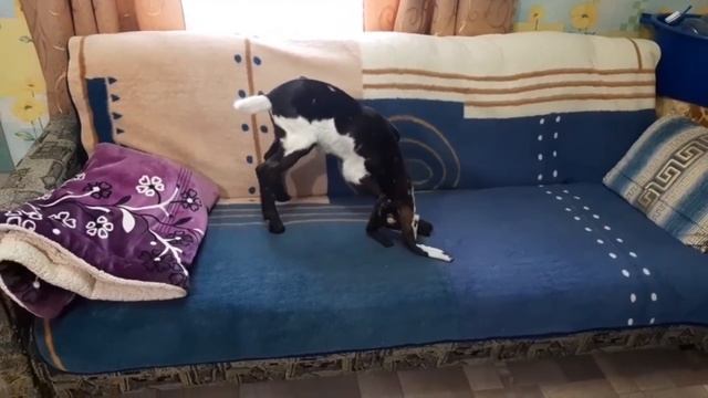 Козлик приехал в лнр🌿❇️! смотреть онлайн