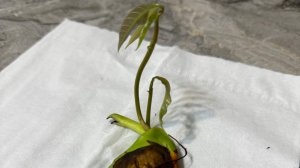 Как вырастить манго в домашних условиях 🥭