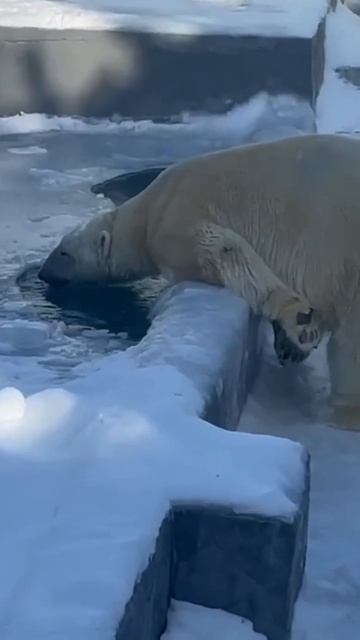 АЙОН В РОСТОВСКОМ ЗООПАРКЕ смотреть онлайн