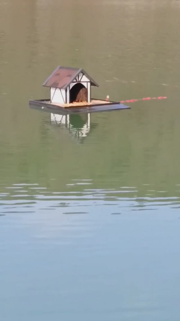 Кипарисы в воде: Кипарисовое озеро Сукко 28 Января 2026 года