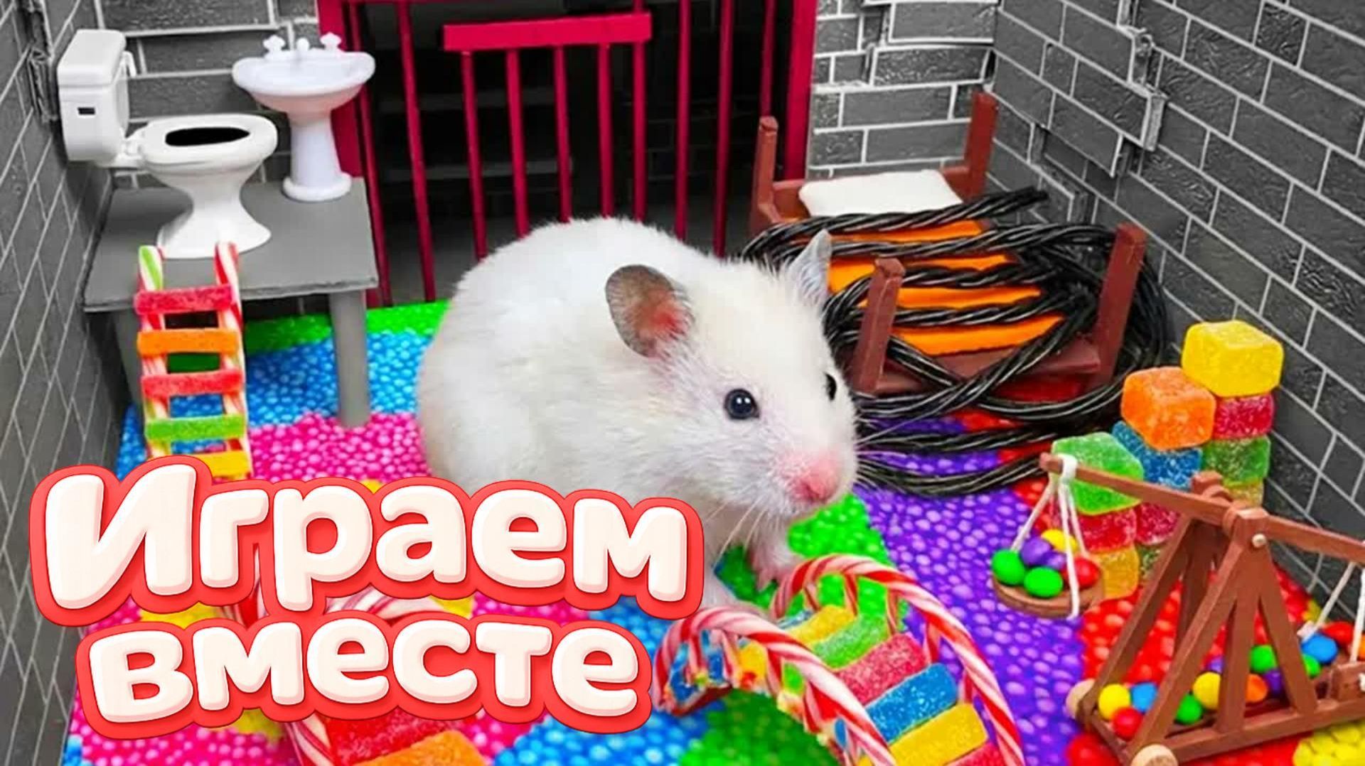 ЛАБИРИНТ С ЛОВУШКАМИ ДЛЯ УМНОГО ХОМЯКА 🐹 ВИДЕО ПРО ХОМЯКА ДЛЯ ДЕТЕЙ ! ДОМАШНИЕ ЖИВОТНЫЕ 💖 смотреть онлайн