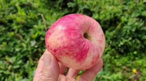 Поливитаминное - кладезь витаминов