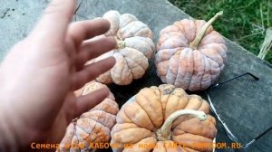 Тыква моей МЕЧТЫ- Японская КАЦУМА НАНКИН кабоча из округа ОСАКА! Самая вкусная мини тыква!