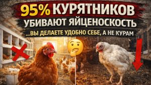 95% курятников убивают яйценоскость 🐔 Вы делаете удобно себе, а не курам