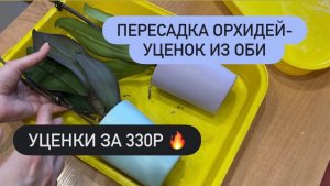 Пересадка ОРХИДЕЙ-УЦЕНОК из ОБИ по 350р🔥ОБЗОР #обиорхидеи #пересадкаорхидей #обзорорхидей #фаленопс