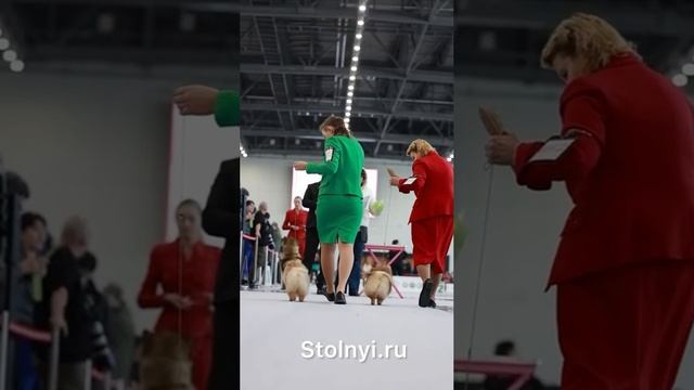 редставляем вашему вниманию видеоролик выступления наших Звезд  в Казани  24-25 января 2026 г