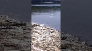 Охота за стаями рыб на Кипарисовом озере Сукко 10 Февраля 2026 года. Репортаж Светланы Тихоновы.