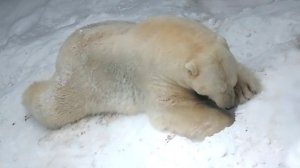 Медведь Кай проснулся, сделал зарядку и решил спрятать свои запасы поглубже в снег.