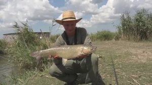 Ловлю амура на поплавочную удочку. Рыбалка 2025