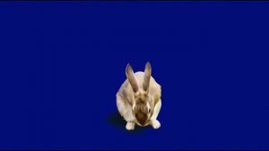 зайчик 05_encoded