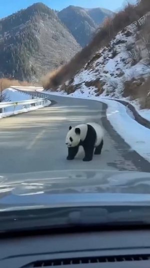 Панда неваляшка.