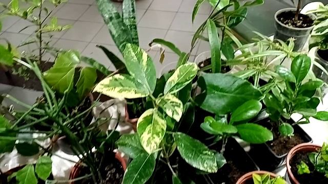 Открываем сезон! Выставка цветов в Краснодаре. Галактика 7-8 февраля. смотреть онлайн