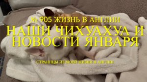 Наши чихуахуа, как они себя ведут, и новости января. № 905 Жизнь в Англии