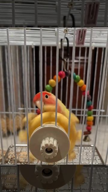 Пират смотреть онлайн