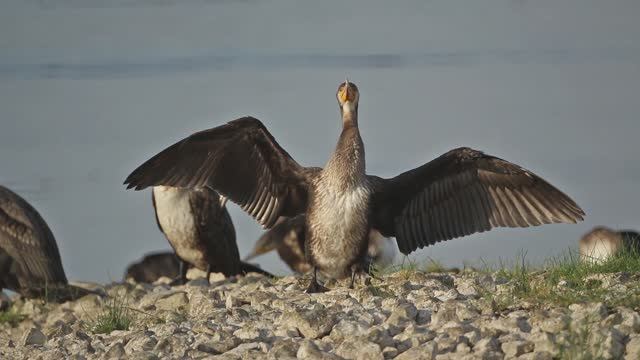 Волжские страдания